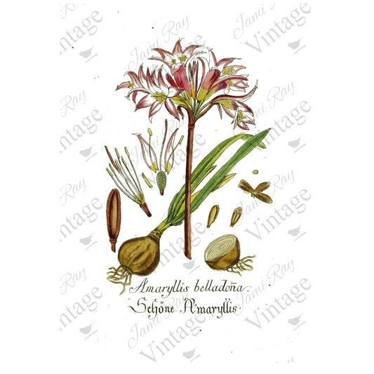 JRV A4 Rice Paper - Amaryllis Flower