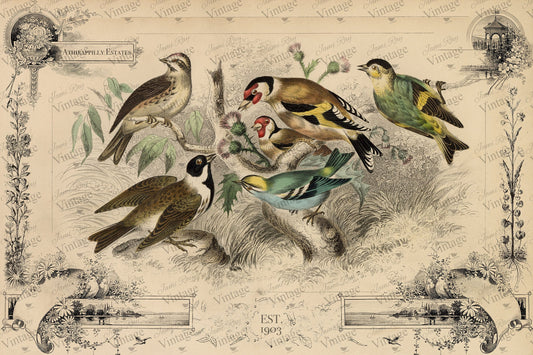 Cottage Birds Decoupage Paper by JRV