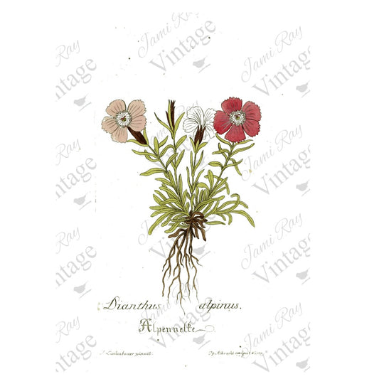 JRV A4 Rice Paper - Dianthus Flower