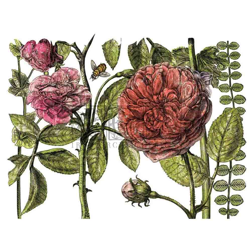 IOD Botanist's Journal Decor Transfer - Iron Orchid Designs