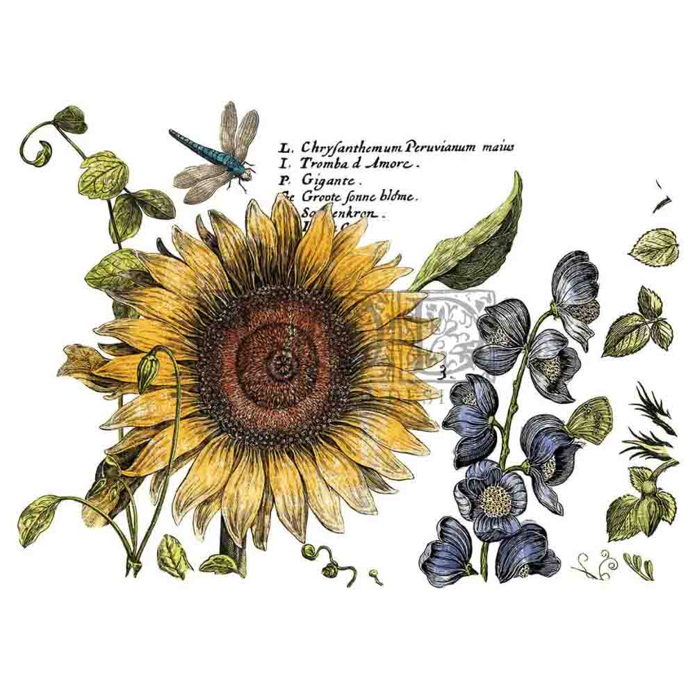 IOD Botanist's Journal Decor Transfer - Iron Orchid Designs