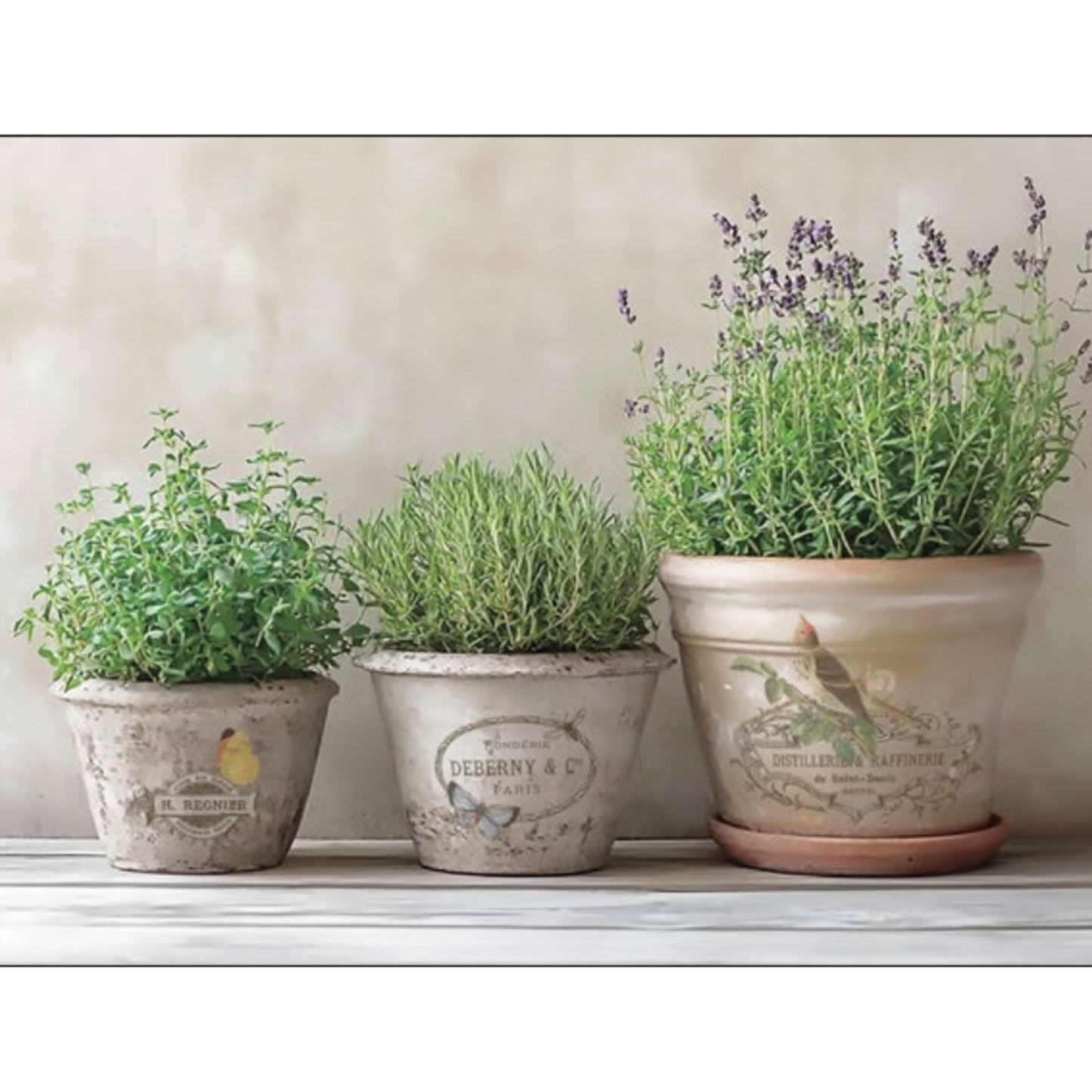 IOD By Any Other Name Decor Transfer - Iron Orchid Designs