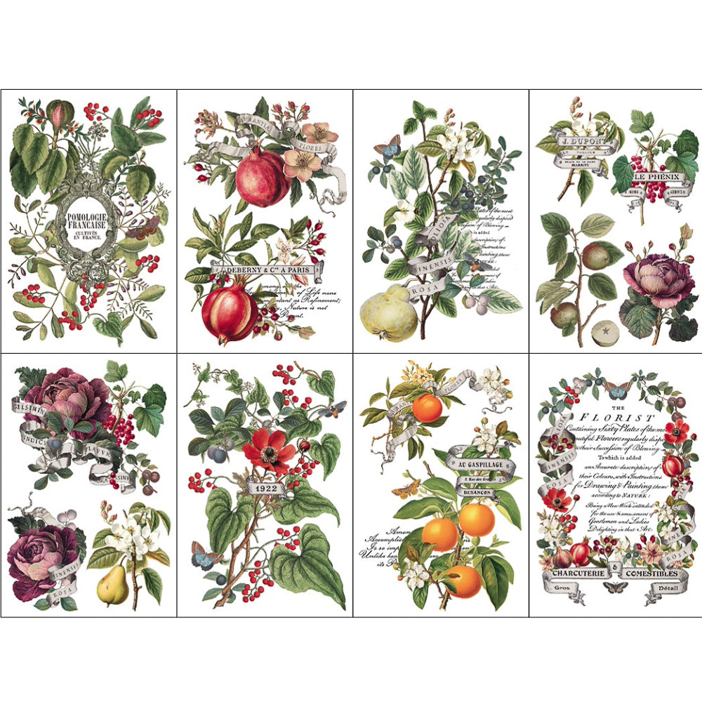 IOD Clementine Decor Transfer - Iron Orchid Designs | Limited Edition