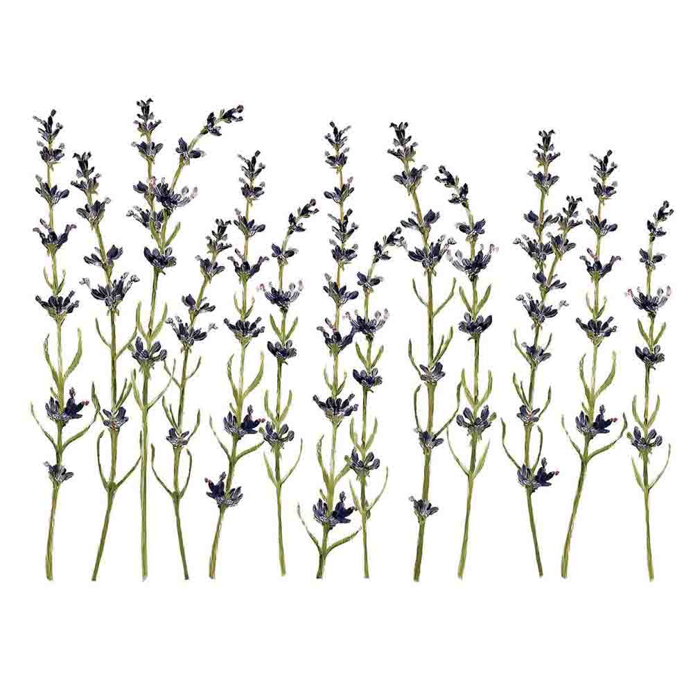 IOD Painterly Florals Decor Transfer - Iron Orchid Designs