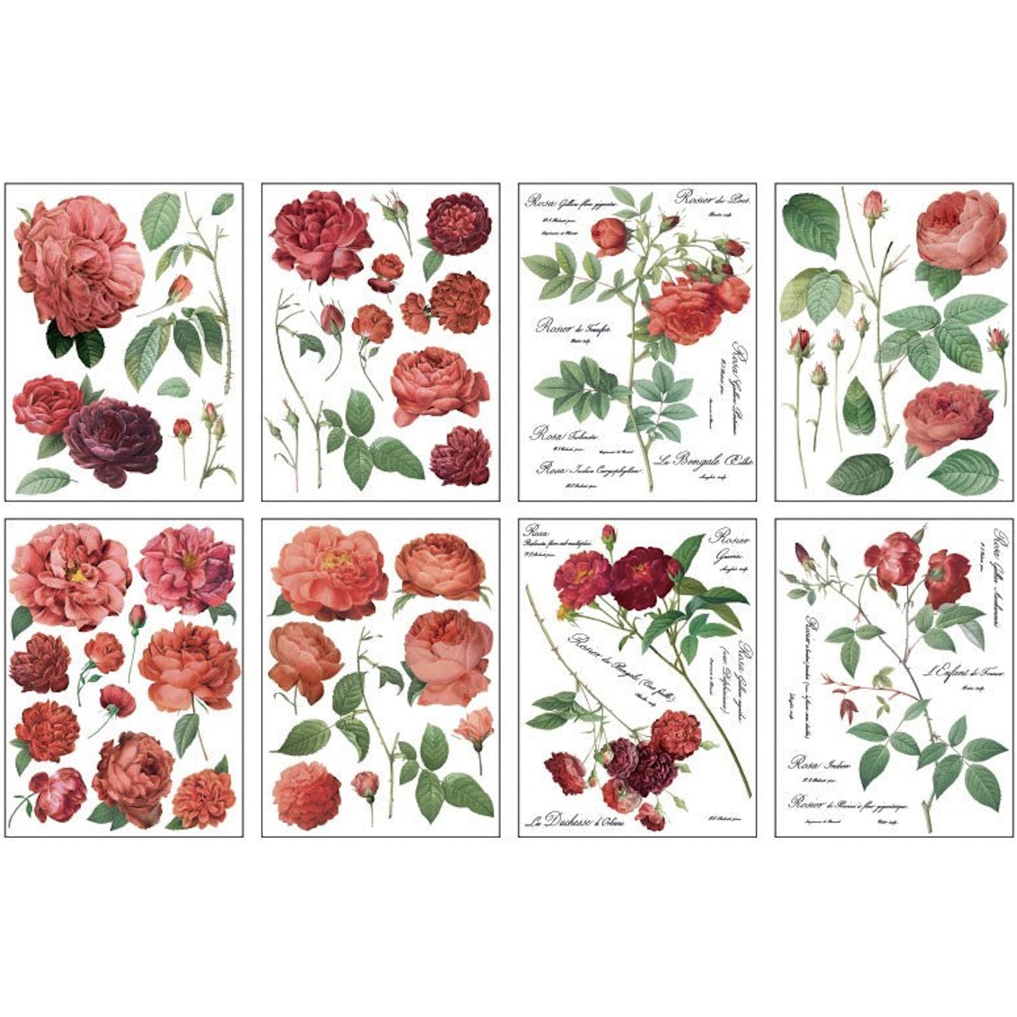 IOD Redoute II Decor Transfer - Iron Orchid Designs