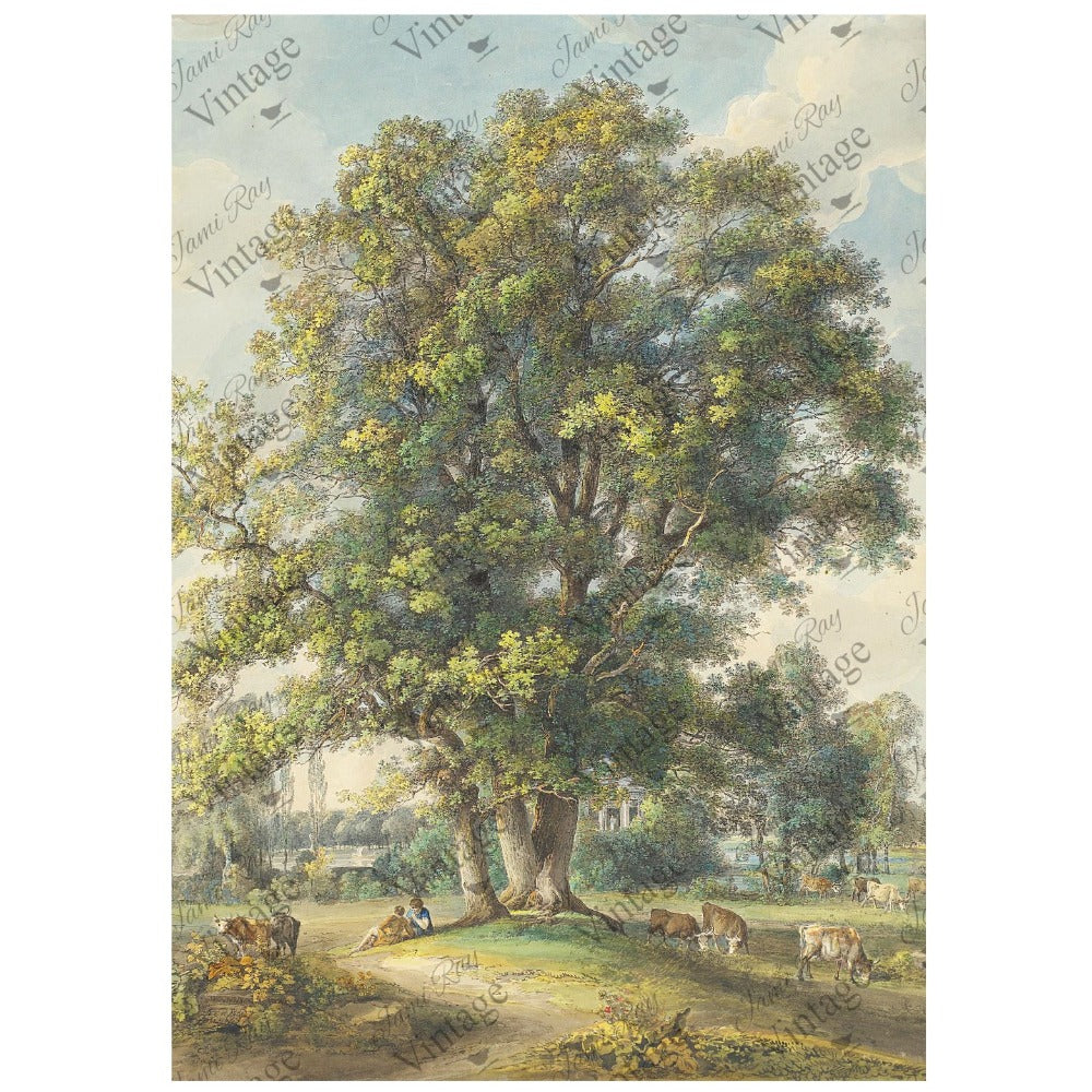 Cows Under A Tree A4 Rice Paper by JRV | Made in USA – Stockton Farm
