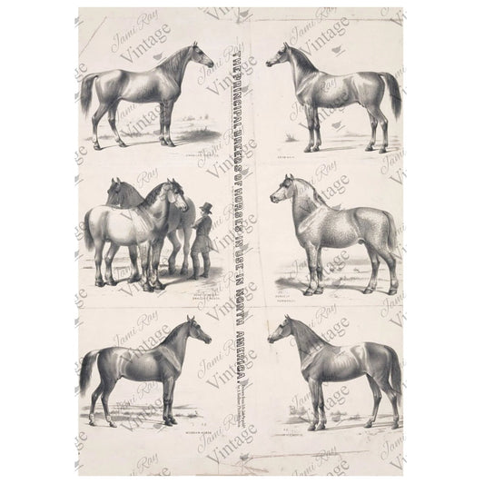 JRV A4 Rice Paper - Principal Horse