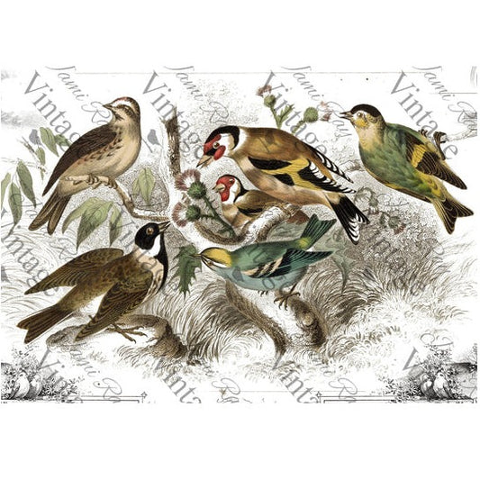 JRV A4 Rice Paper - Birds