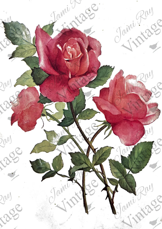Roses A4 Rice Paper by JRV