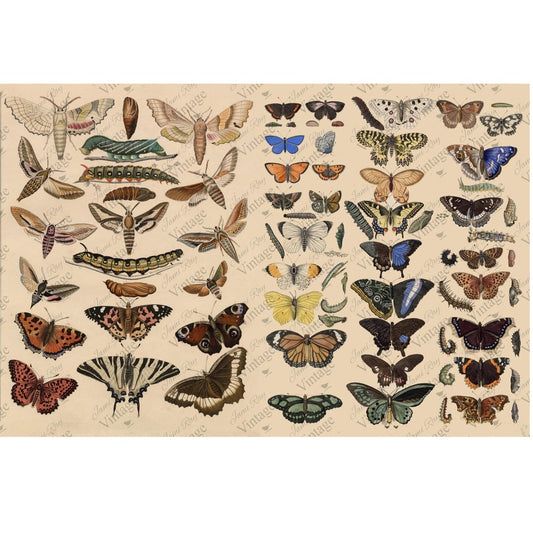 JRV A4 Rice Paper - Scientific Butterfly