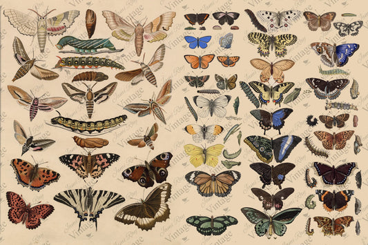 Scientific Butterfly Decoupage Paper by JRV