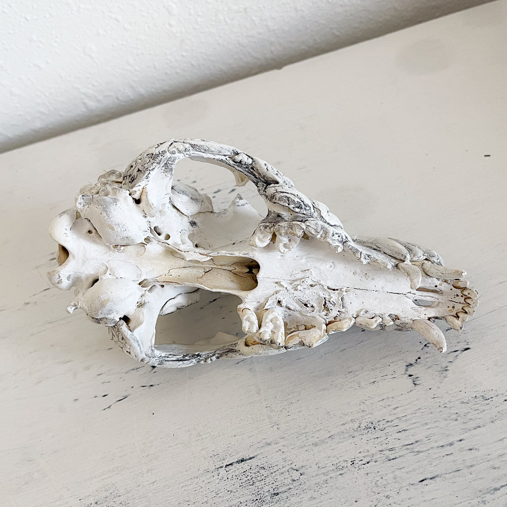 Authentic Decorative Coyote Skull