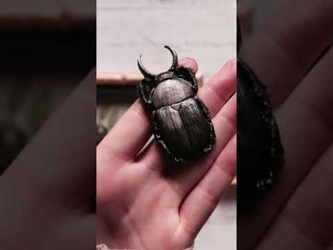 IOD Specimens Decor Mould - Iron Orchid Designs